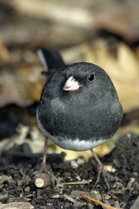Dark-eyed Junco
