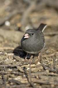 Dark-eyed Junco