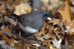 Dark-eyed Junco