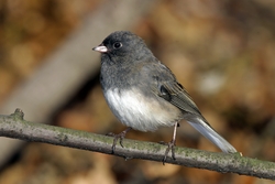 Dark-eyed Junco