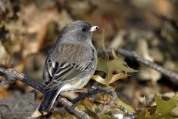 Dark-eyed Junco