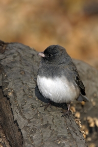 Dark-eyed Junco