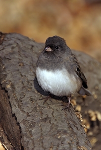 Dark-eyed Junco