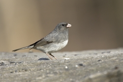 Dark-eyed Junco