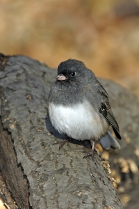 Dark-eyed Junco