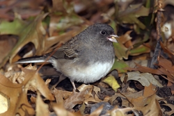 Dark-eyed Junco