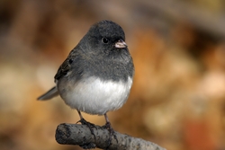 Dark-eyed Junco