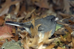Dark-eyed Junco
