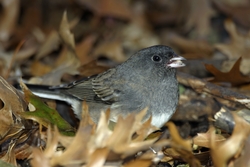 Dark-eyed Junco
