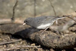 Dark-eyed Junco