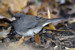 Dark-eyed Junco
