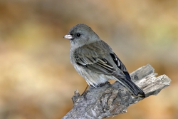 Dark-eyed Junco