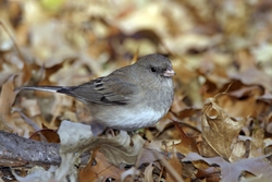 Dark-eyed Junco