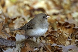Dark-eyed Junco