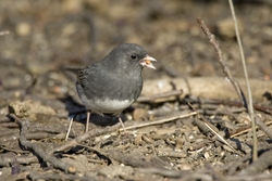 Dark-eyed Junco
