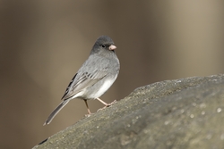 Dark-eyed Junco