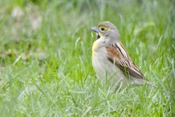 Dickcissel