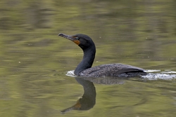 Double-crested Cormorant