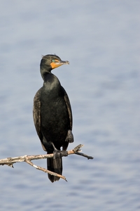 Double-crested Cormorant