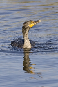 Double-crested Cormorant