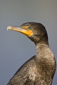 Double-crested Cormorant