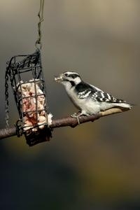 Downy Woodpecker