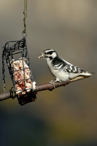 Downy Woodpecker