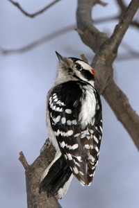 Downy Woodpecker