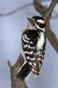 Downy Woodpecker