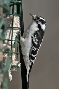 Downy Woodpecker