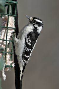 Downy Woodpecker