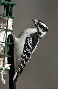 Downy Woodpecker