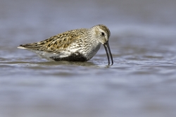 Dunlin