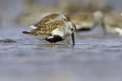 Dunlin