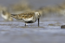 Dunlin