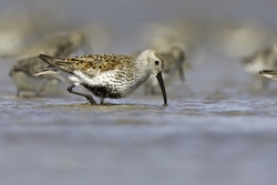 Dunlin