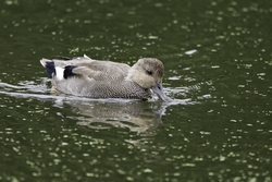 Gadwall