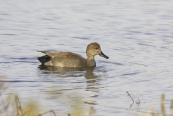 Gadwall