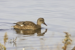 Gadwall