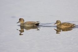 Gadwall