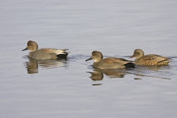 Gadwall