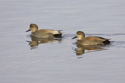 Gadwall