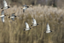 Gadwall