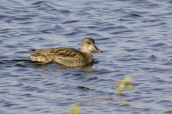 Gadwall