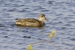 Gadwall