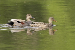 Gadwall