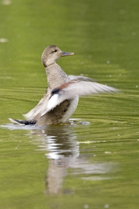 Gadwall