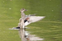 Gadwall
