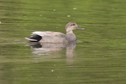 Gadwall