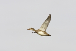 Gadwall